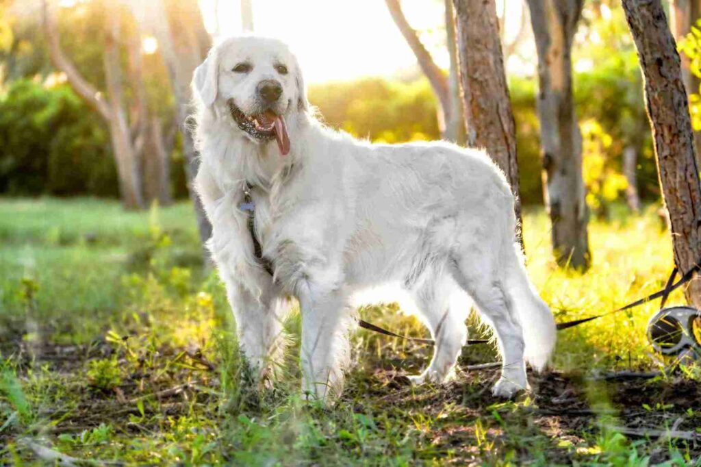 english cream white golden retriever