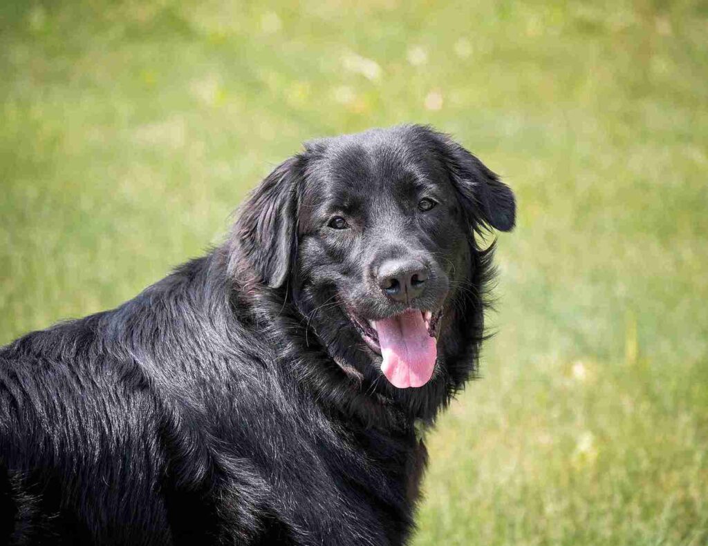 Are black golden retriever good with kid