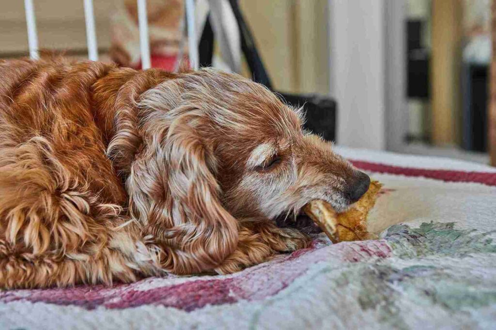 golden retriever and red setter cross, 