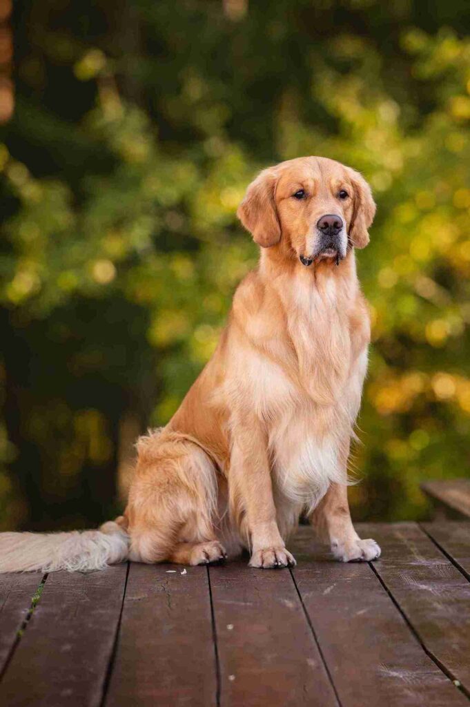 mahogany red golden retrievers