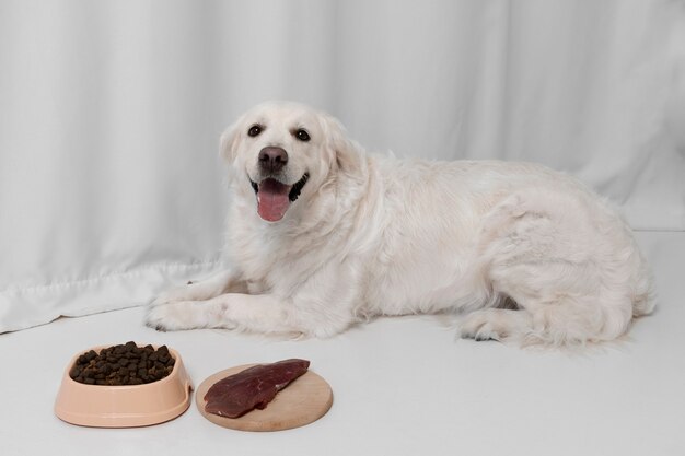 english cream white golden retriever