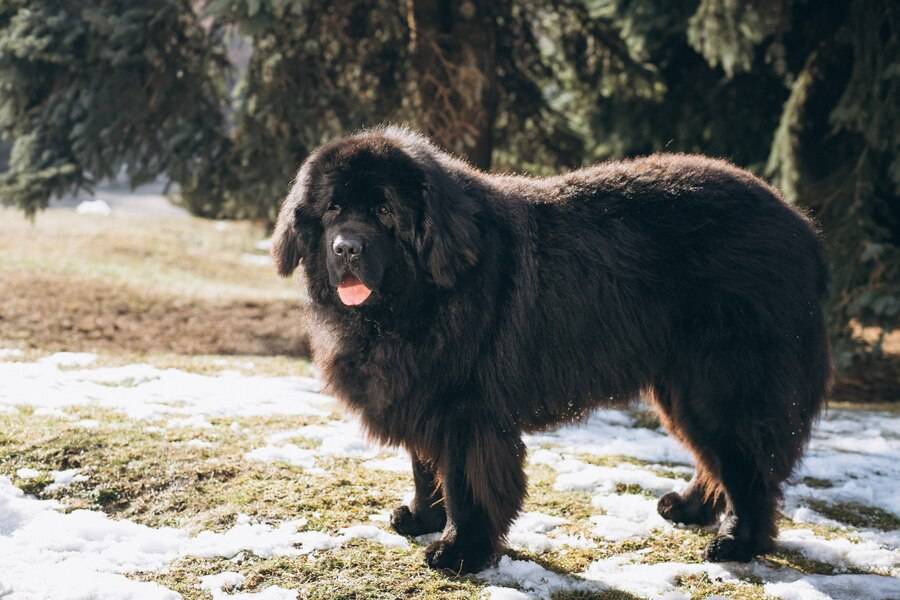 black lab golden retriever mix