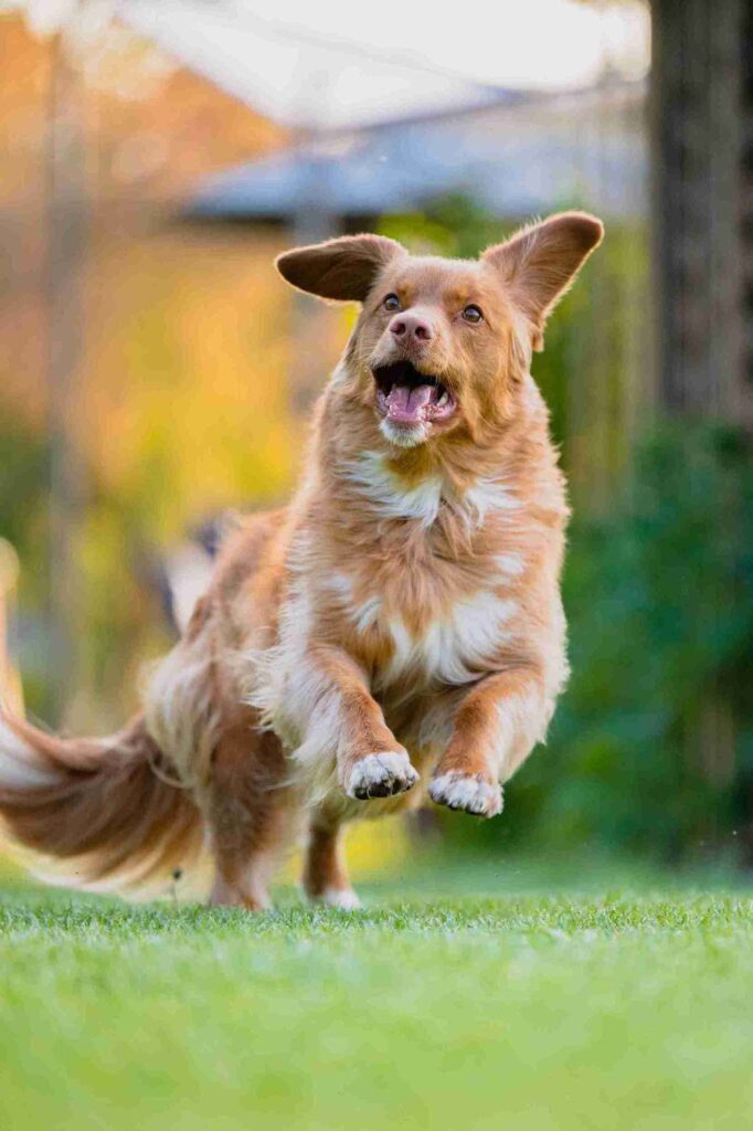 english red golden retriever​