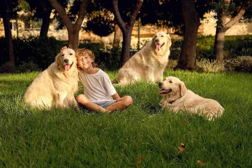 Are white golden retriever good with kid