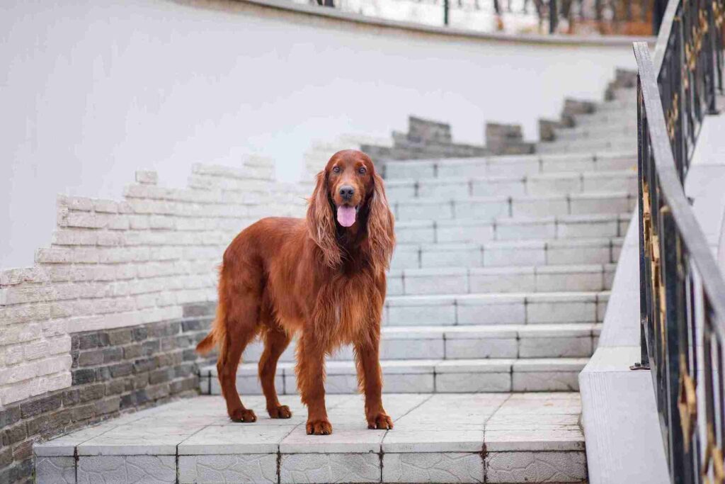 Irish Setter Red Golden Retriever