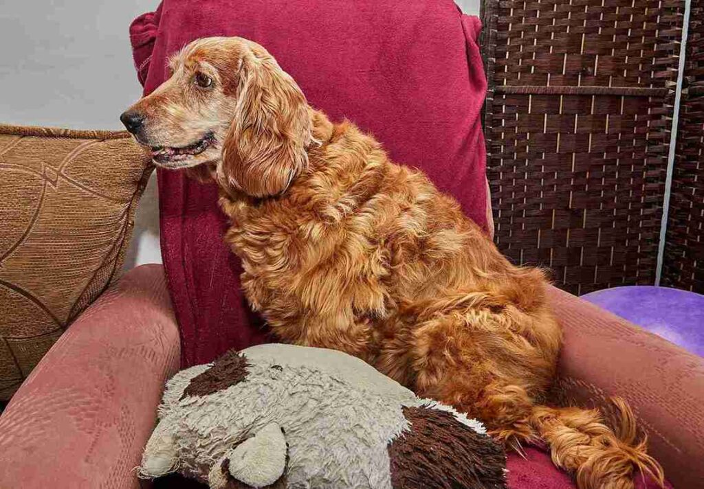 how to take care of Red Golden retriever at home