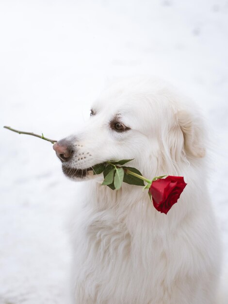 english cream white golden retriever