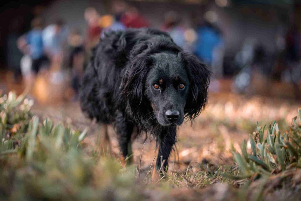 black golden retriever