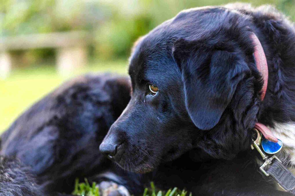 black golden retriever