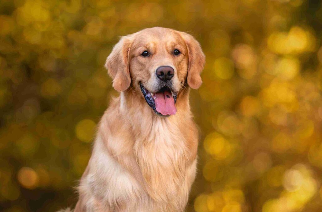 english red golden retriever​