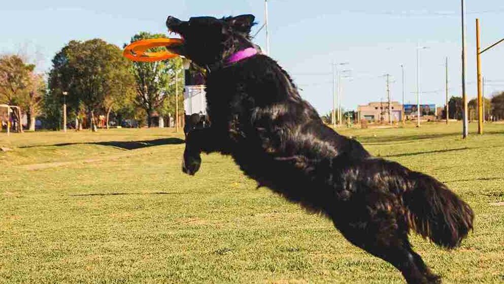 Are black golden retriever good with kid