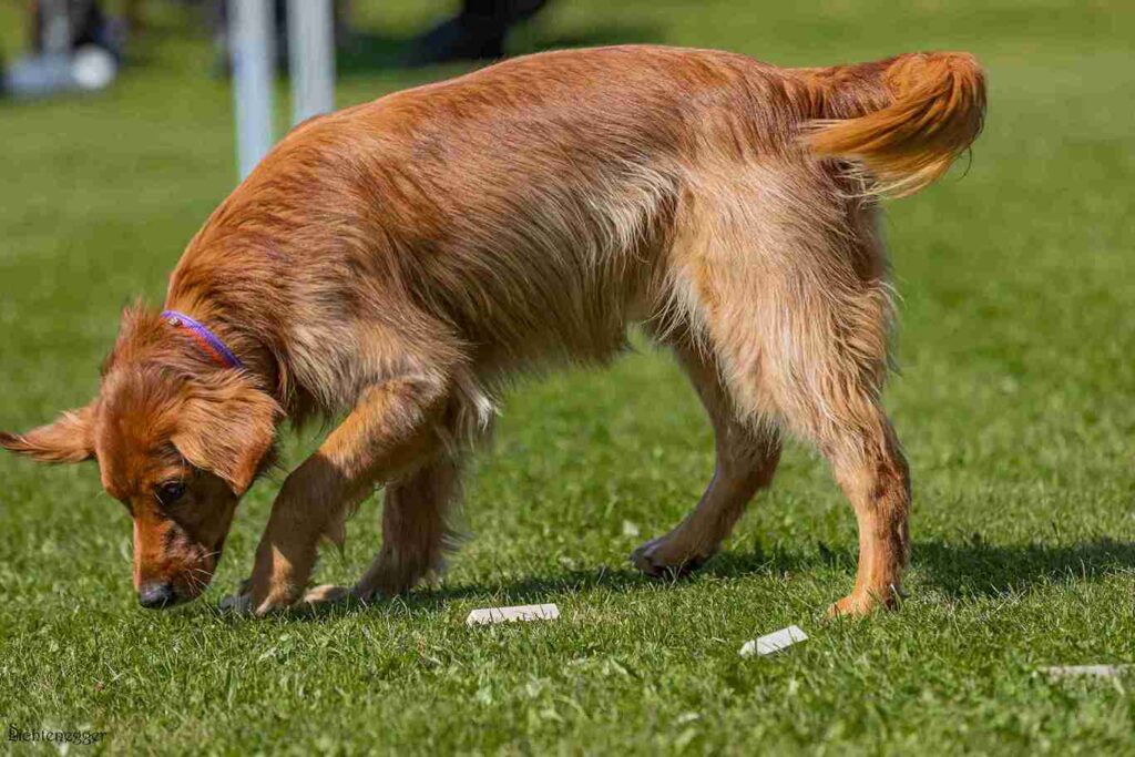 fox red golden retriever