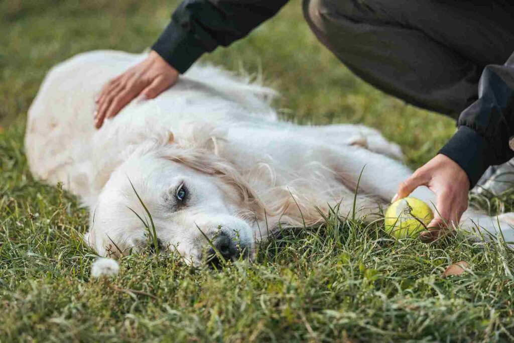 grooming of white golden retriever