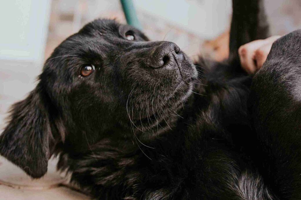 Grooming of black golden retriever