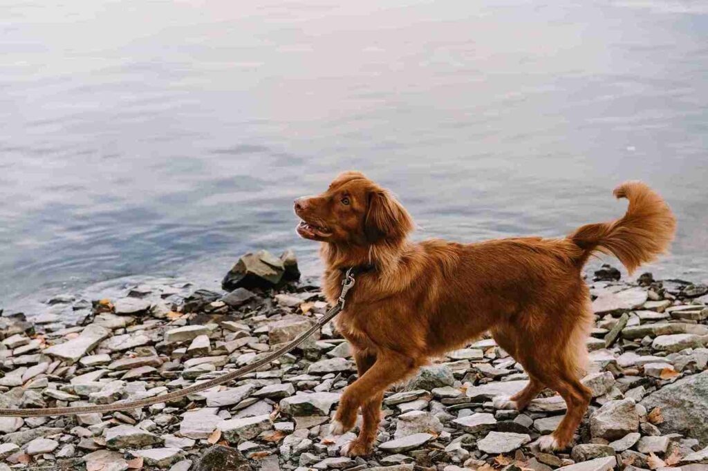 fox red golden retriever