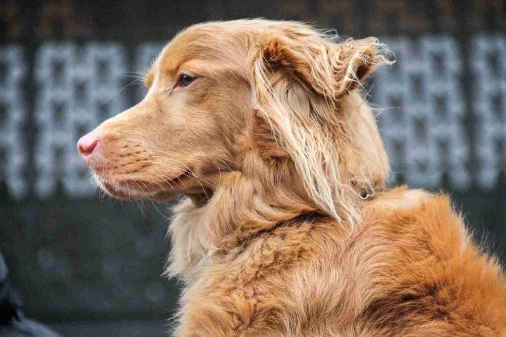 english red golden retriever​