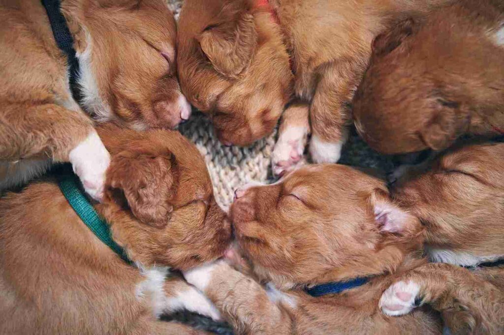 Reddish golden retriever