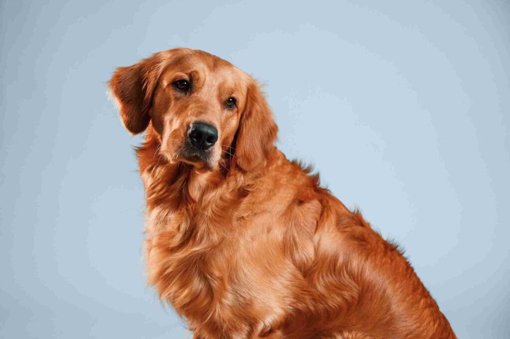 fox red golden retriever breeders