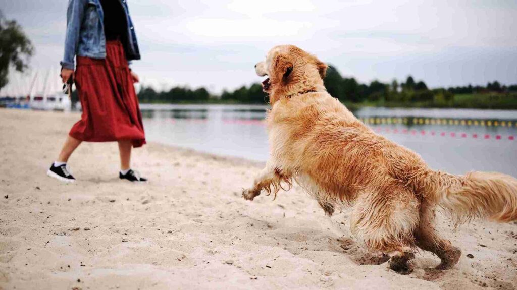 show line red golden retrievers