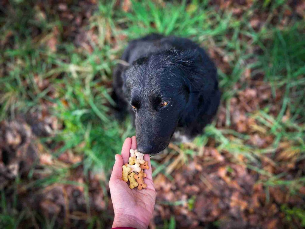 Black Golden Retriever