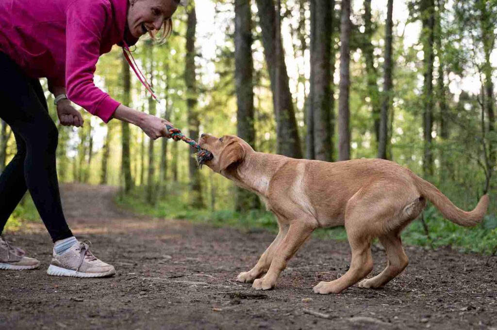 red golden retriever training