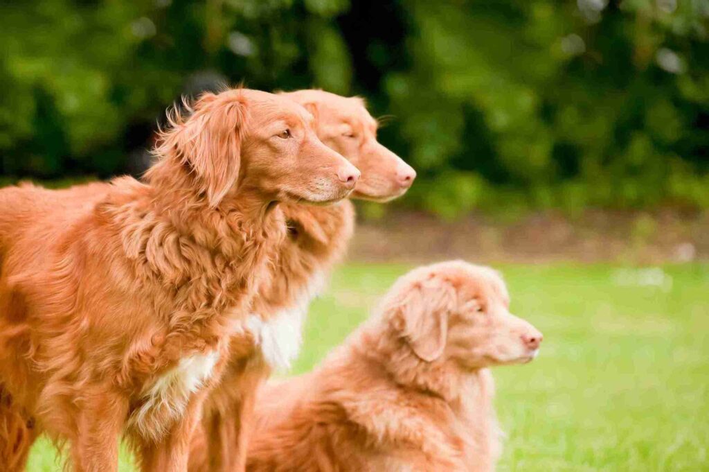 mahogany red golden retrievers