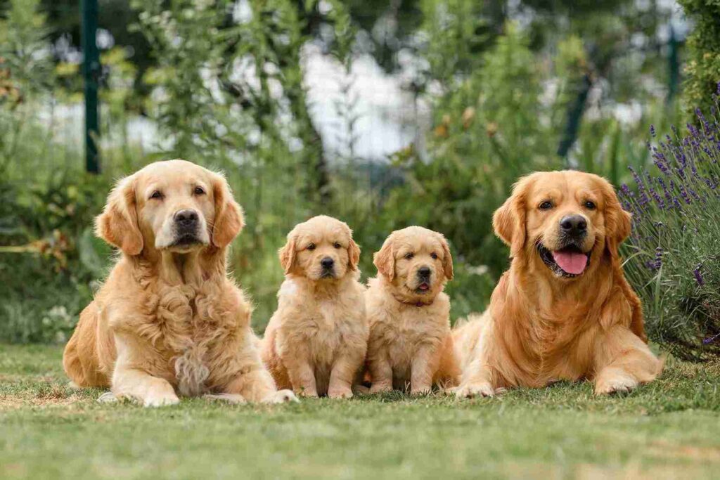 show line red golden retrievers