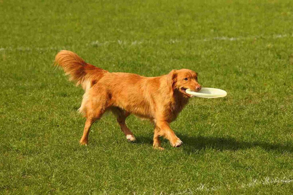 show line red golden retrievers