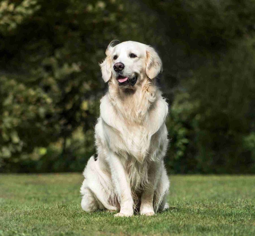 white golden retriever size