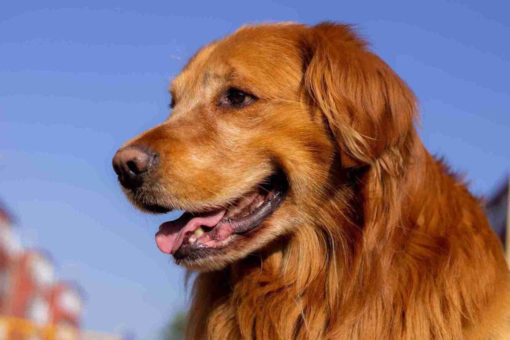 red field golden retriever