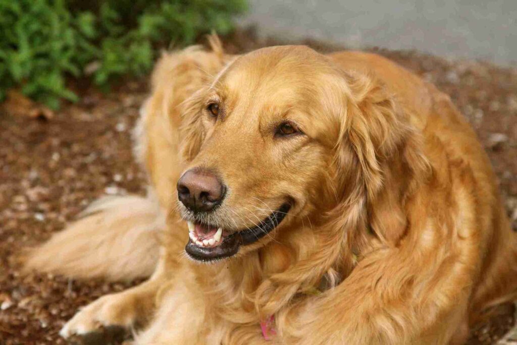 american red golden retriever