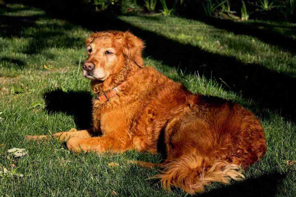 show line red golden retrievers