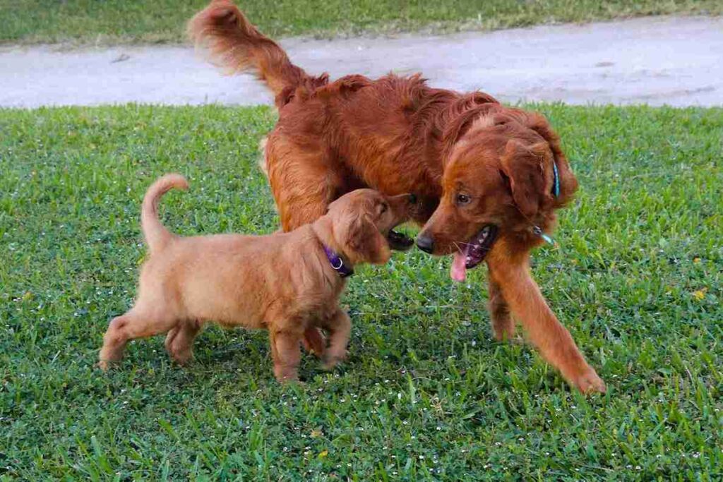 red golden retriever