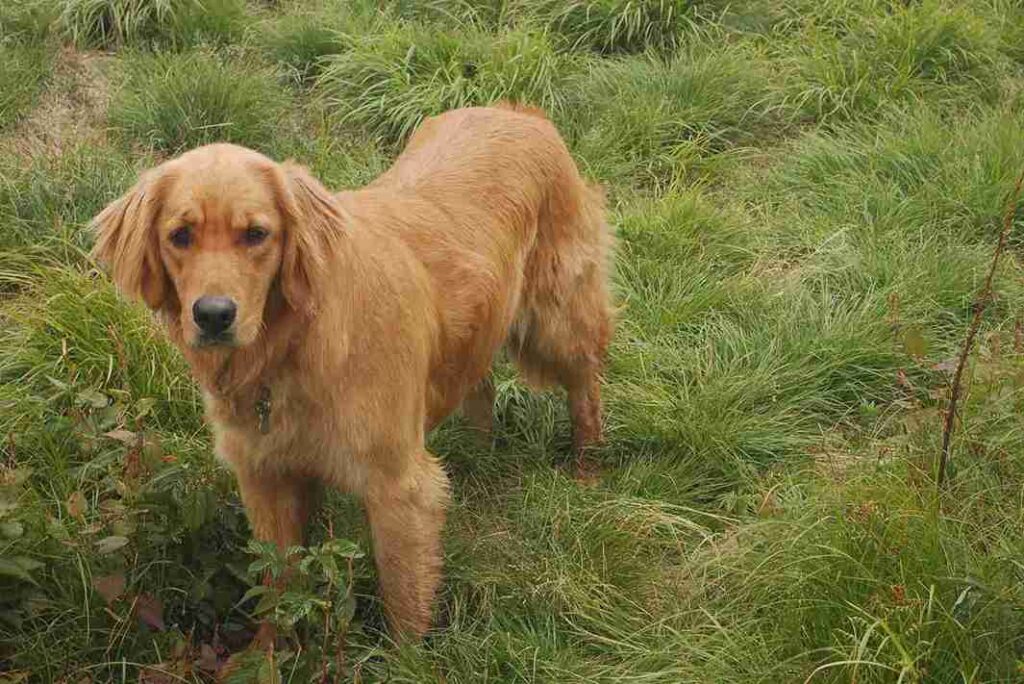 red golden retriever colors