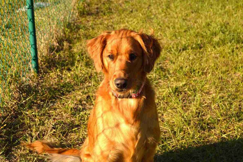 red field golden retriever