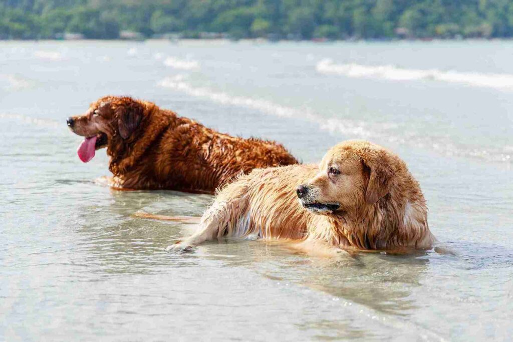 red golden retriever vs golden retriever