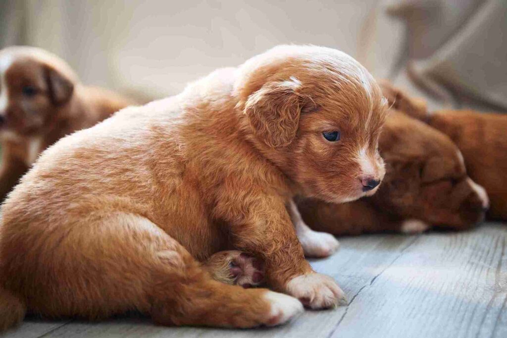 red golden retriever puppies​