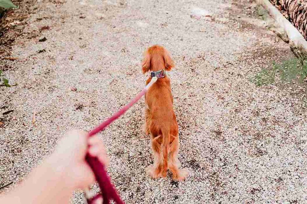 red golden retriever training