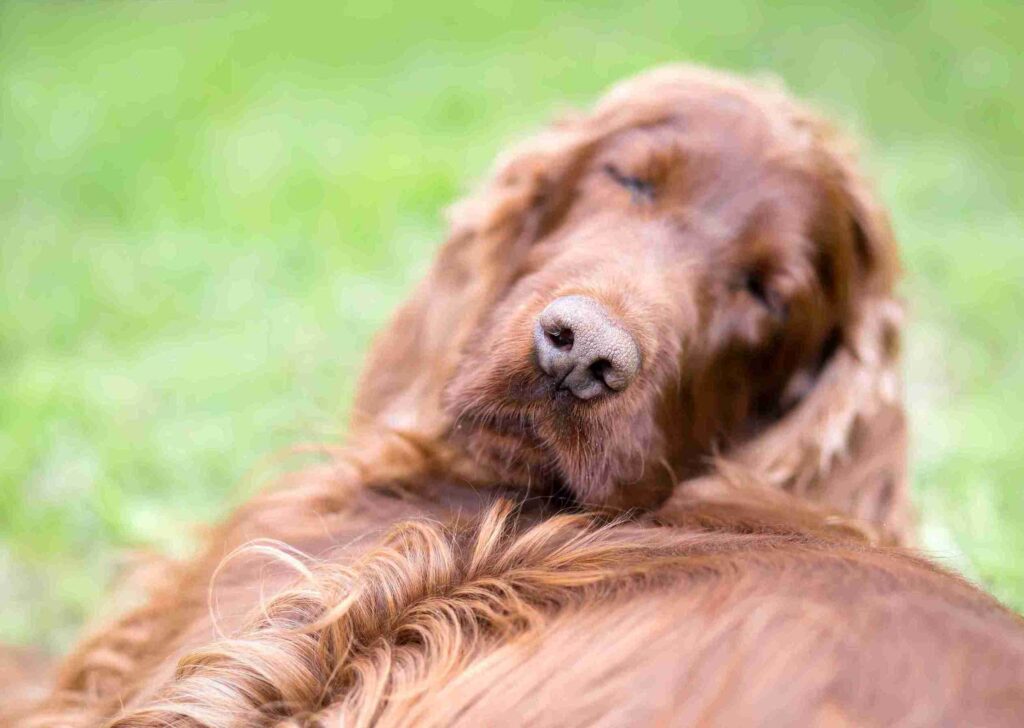 mahogany red golden retrievers