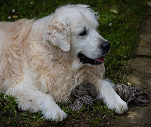 english cream white golden retriever