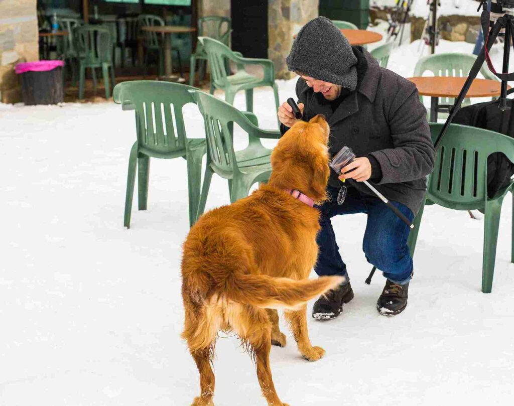 fox red golden retriever breeders