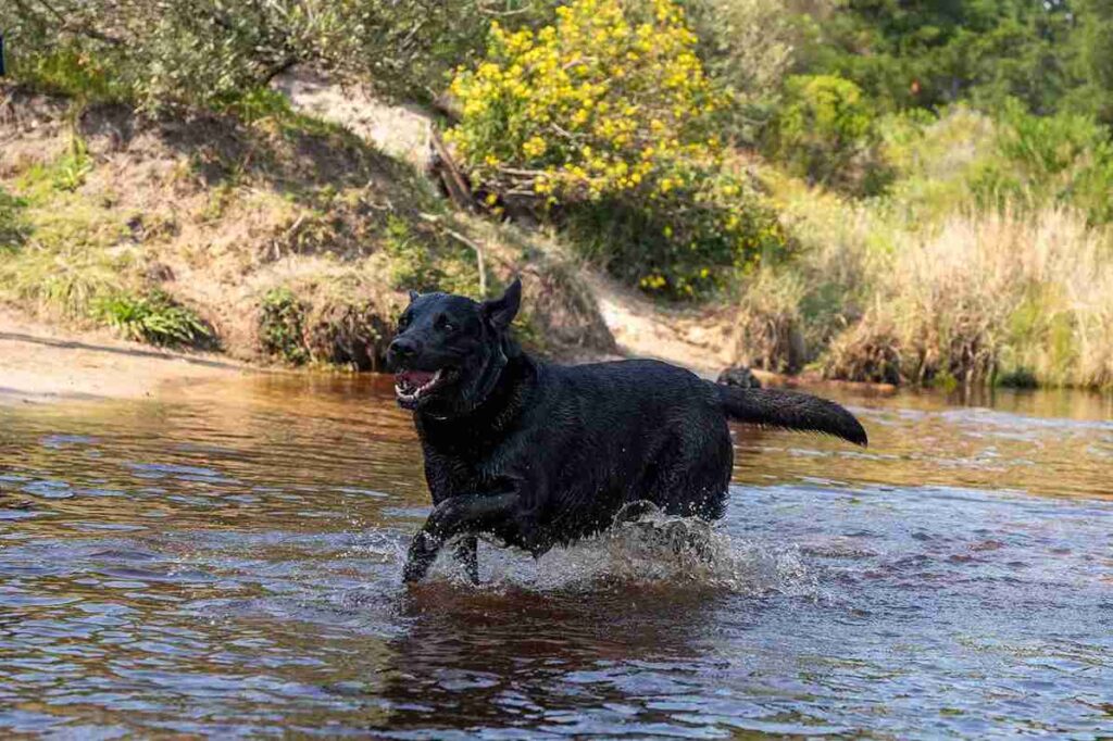 black golden retriever in water