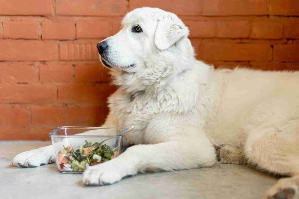 White Golden Retriever