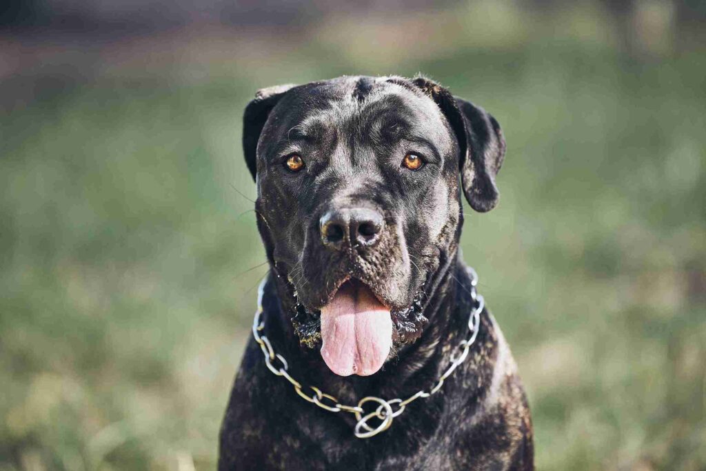 golden retriever pitbull mix black