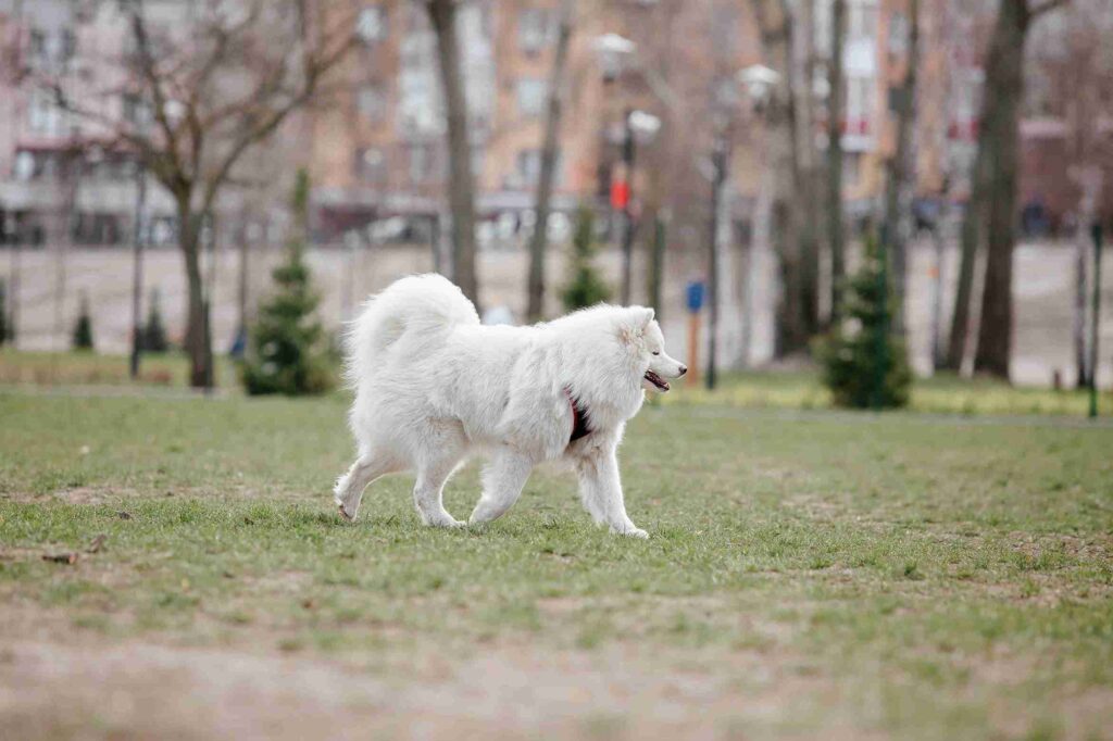 white golden retriever size