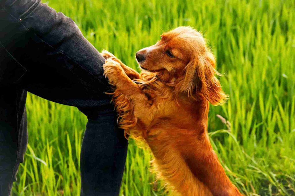 red golden retriever 