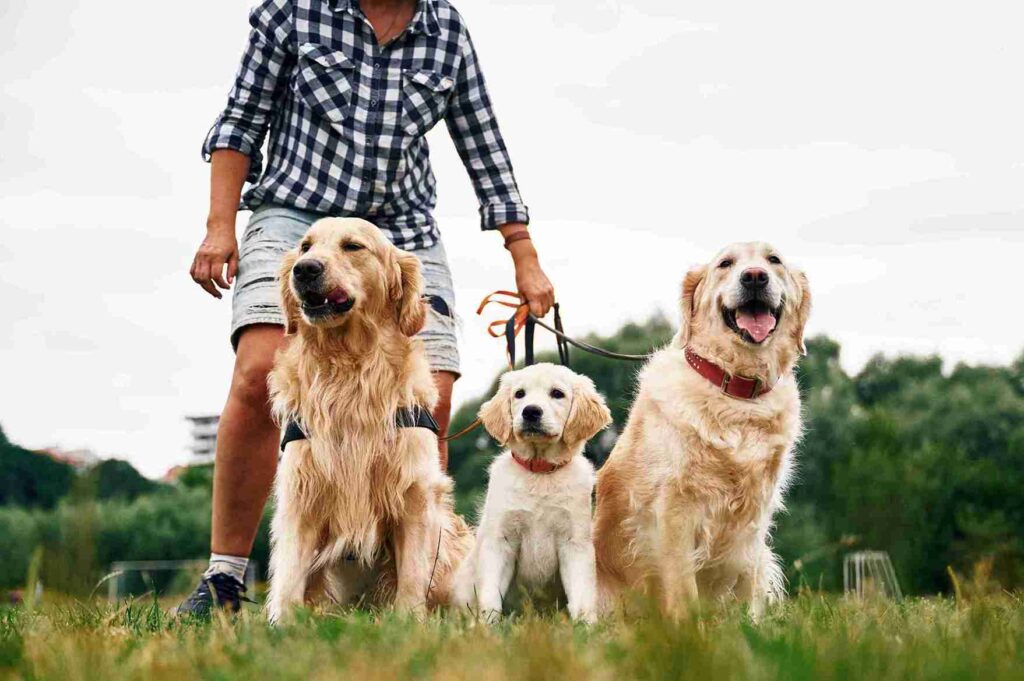 red golden retriever training