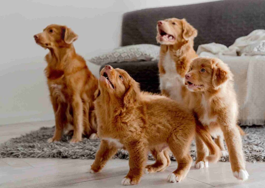 red golden retriever colors