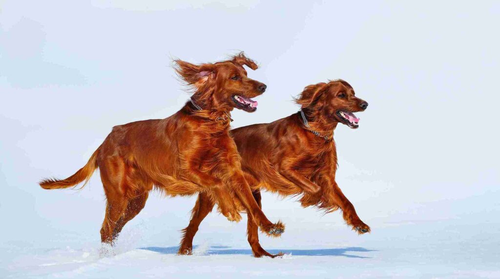 red golden retriever vs golden retriever