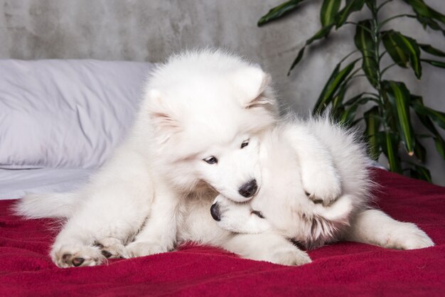 english cream white golden retriever puupies